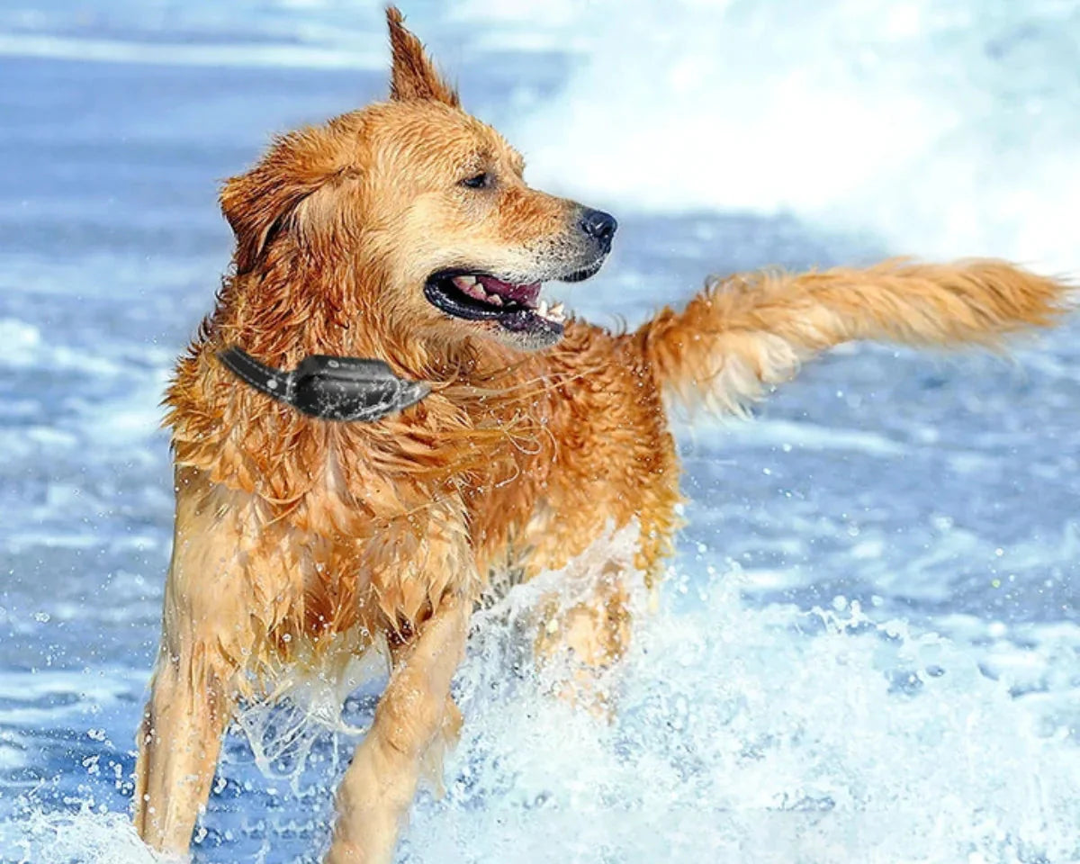 Remote Dog Training Collar